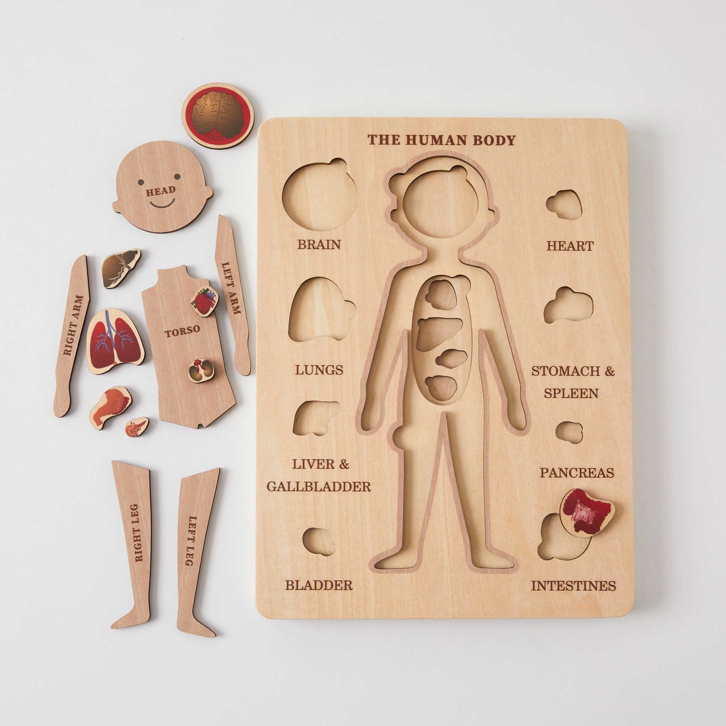 Human Body Puzzle